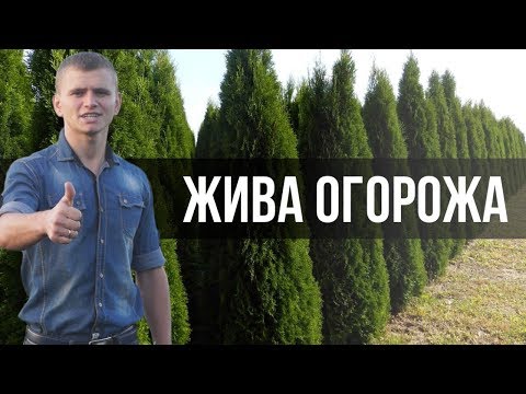 Видео: Жива огорожа з туї / Живая изгородь из туи / ТУЯ СМАРАГД