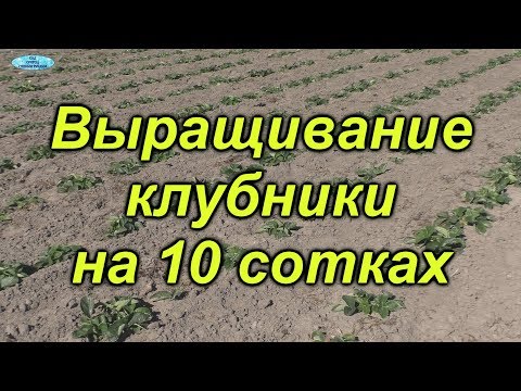 Видео: Клубничный огород. Вот это объёмы!!!