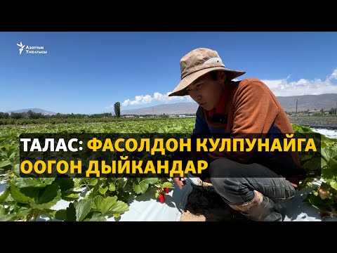 Видео: Талас: фасолдон кулпунайга оогон дыйкандар