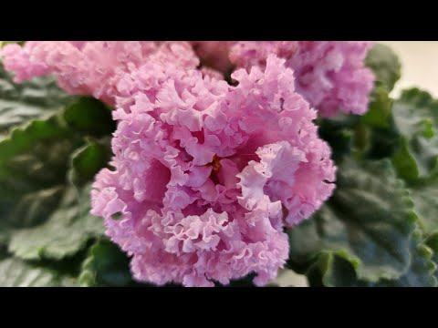 Видео: Выставка фиалок(МК) в марте 2023/НОВИНКИ/Дом фиалки на Пятницкой#домфиалок#выставкафиалок#