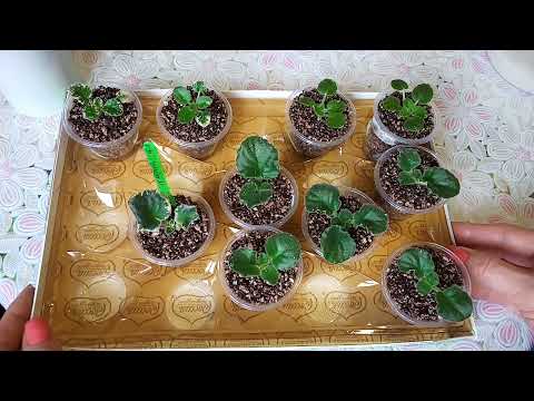 Видео: Размножение фиалок: Самый лучший способ! Фиалки у Алисы.