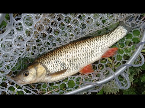 Видео: Голавли, окуни, жерех, щука в мае. С лайт спиннингом на малой реке.