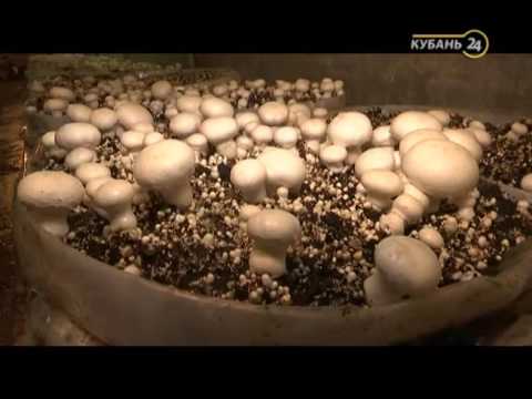 Видео: 28.06.16 «Работаю на себя». Грибы