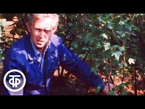 Видео: Об осенней обрезке черной и красной смородины. Наш сад (1985)