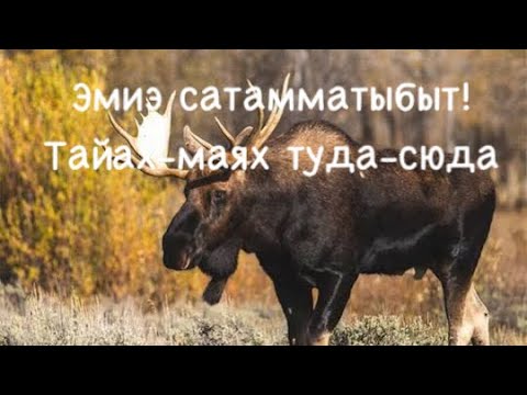 Видео: Булт алт 2025 (тайах, кулааьай)