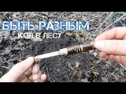 Видео: Находка возле ручья в лесу.