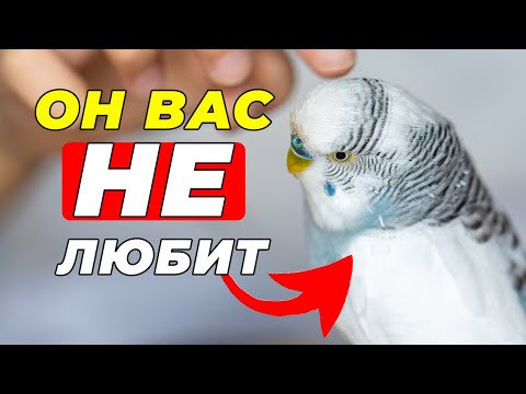 Видео: 10 признаков того, что ваша птица вас ненавидит