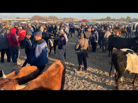 Видео: АБАЙ_эмкадус МОЛ БОЗОР НАРХЛАРИ 