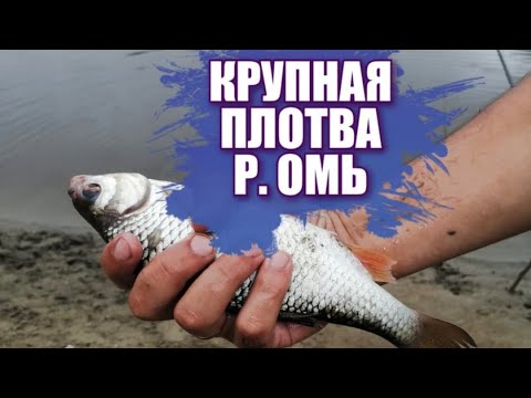 Видео: Рыбалка на Омке. Огромная плотва и караси. Рыбалка летом