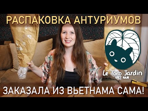 Видео: РАСПАКОВКА антуриумов из ВЬЕТНАМА
