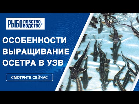 Видео: Особенности выращивания осетра в УЗВ. Топ-11 советов для бизнеса.