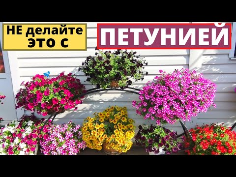 Видео: Не делайте это с ПЕТУНИЕЙ! Избегаем четыре ошибки в уходе за Петунией