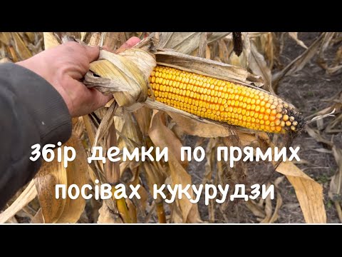 Видео: Збір демо ділянки кукурудзи по прямих посівах
