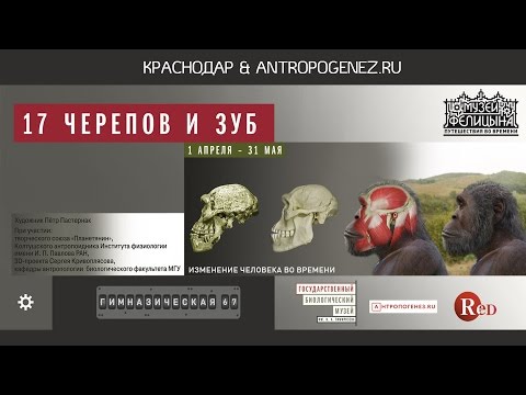 Видео: 17 черепов и зуб. Экскурсию по выставке ведёт Станислав Дробышевский