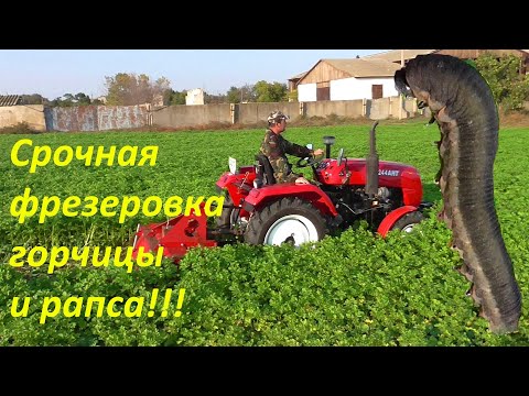 Видео: Они АТАКУЮТ наши урожаи!!!