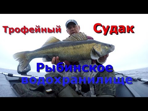 Видео: Трофейный судак Рыбинского водохранилища .