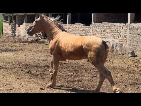 Видео: Сары Ат уйурго Коюлду