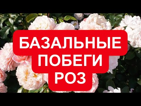 Видео: БАЗАЛЬНЫЕ ПОБЕГИ У РОЗ, ЧЕМ ПОДКОРМИТЬ,ЧТОБЫ УСПЕЛИ ВЫЗРЕТЬ. ГОТОВИМ РОЗЫ НА 2 ВОЛНУ.