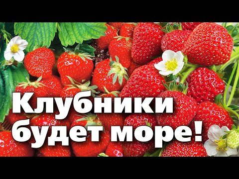 Видео: ОБРАБОТАЙТЕ КЛУБНИКУ ВЕСНОЙ ИМЕННО ТАК!