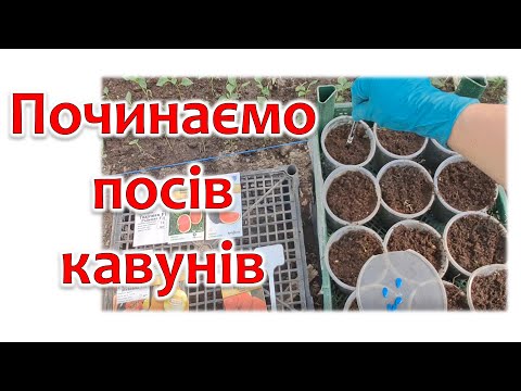 Видео: Починаємо посів кавунів 4 квітня