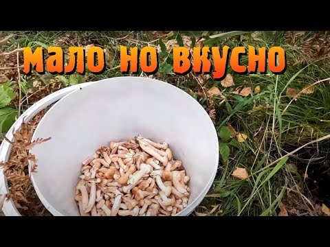 Видео: 🍄 | 🐕 Тихая охота | Опята