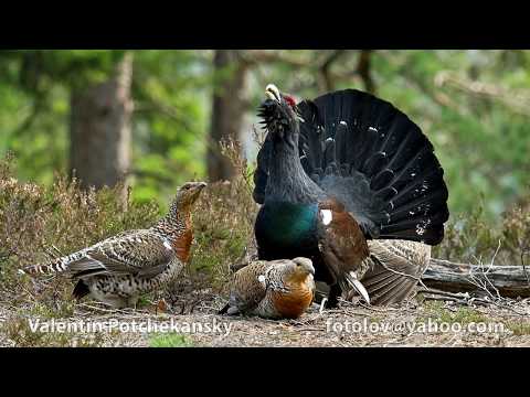 Видео: Глухар (Tetrao urogallus) Capercaiilie