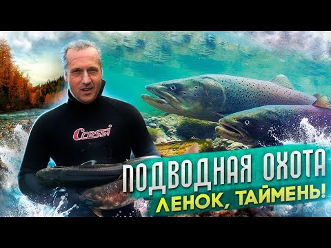 Видео: Подводная охота Ленок, Таймень!