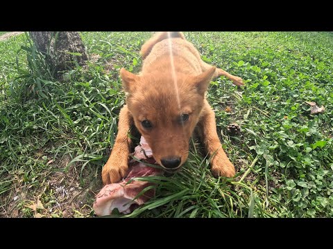 Видео: ДОВЕРЯЕТ ли вам ВАША карело-финская лайка? :: Does YOUR Finnish Spitz TRUST you?