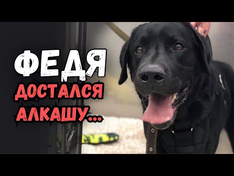 Видео: Лабрадор Федор терялся 6 раз❗️В последний хозяин сказал «идите с ним на…»