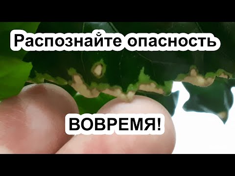 Видео: От этого СКРУЧИВАЮТСЯ листья! Возможные проблемы у рассады, пеларгоний, гибискуса и прочих растений