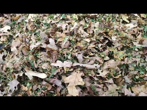 Видео: Уборка опавших листьев на участке, быстро!