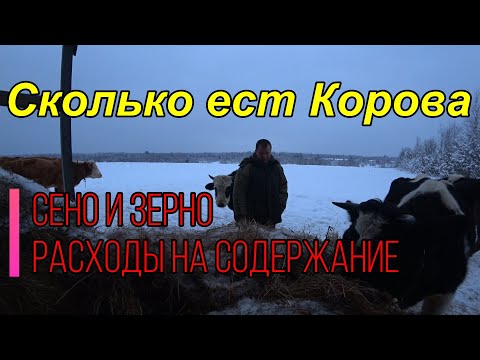 Видео: Сколько корове нужно сена на зиму. Расходы на кормление коровы. Сколько нужно зерна.