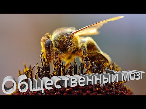 Видео: Профессор Кашковский: Вопросы. Общественный мозг. Отстройка сотов.