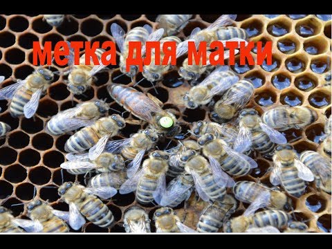 Видео: Маркер для маток