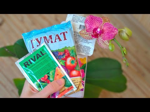 Видео: УДОБРЯЙ орхидеи ЭТИМ цветонос ЛЕЗЕТ, листья корни НЕ УЗНАТЬ! РЕАЛЬНАЯ ПОЛЬЗА орхидеи! ОТЗЫВ орхидеи!