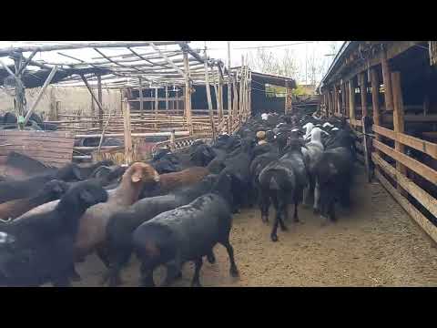 Видео: 1 ойда канча узгарбди обунчилар бохо беринг