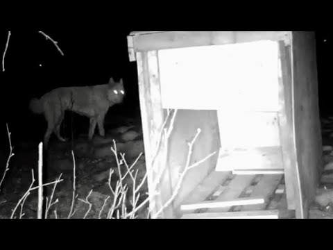 Видео: Вторая неделя поисков Гретты, волэнд живет в лесу, к людям не выходит. Пропал волкособ