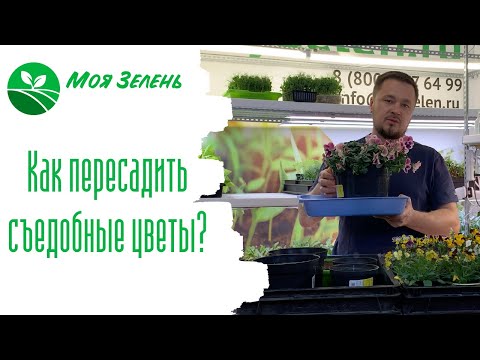 Видео: Съедобные цветы - пересадка в процессе роста