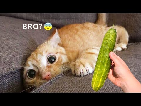Видео: Самые смешные животные 2025 - Приколы с котами и собаками - Смешные Животные Видео #35