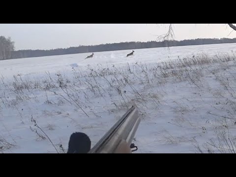 Видео: Охота на Сибирскую Косулю. Удача нам улыбнулась. Hunt for Siberian roe deer. Good luck smiled at us.