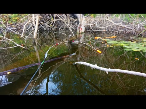 Видео: ЛЯЩІ ЛОПАТИ БІЛЯ ЗАТОПЛЕНОГО ДЕРЕВА.Рибалка на боковий кивок