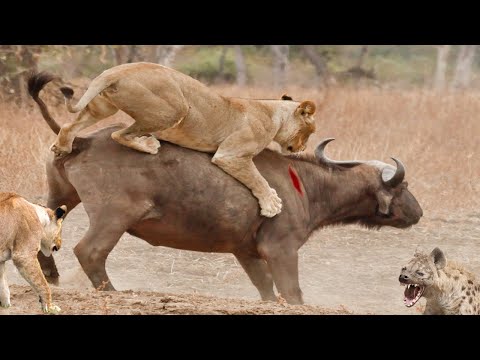 Видео: Хищники в деле, буйвол испытывает терпение львов. Самые эпичные битвы диких животных за "5 минут"