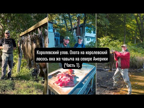 Видео: Королевский улов. Охота на королевский лосось она же чавыча на севере Америки  (Часть 1)