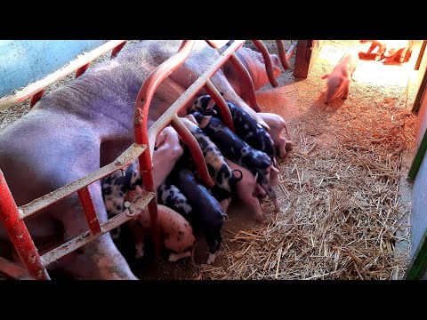 Видео: БЕДНАЯ ОБЕЗЬЯНА,БОРЬБА ЗА ЖИЗНЬ, ОНИ НЕ ВЫЖИВУТ.много подкидышей...