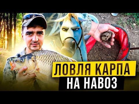 Видео: Ловля карпа на навоз