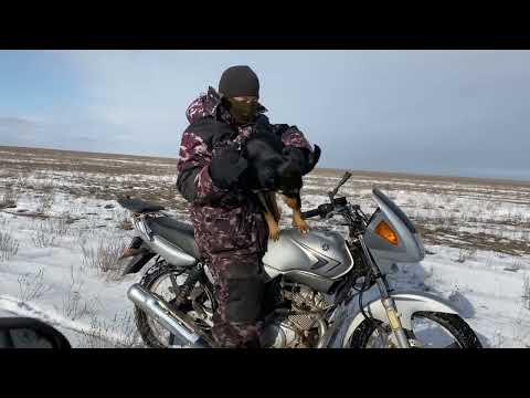 Видео: Один день из жизни чабана. Калмыцкая степь.