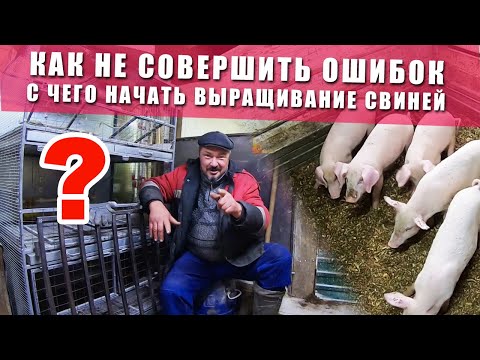 Видео: Выращивание свиней в домашних условиях | C чего начать разводить свиней | ЦЕННАЯ ИНФОРМАЦИЯ