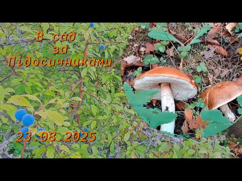 Видео: В сад по підосичники ч.4