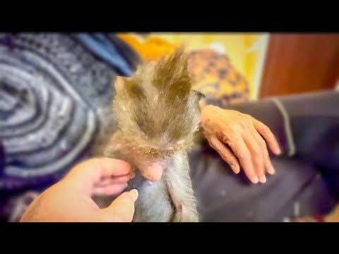 Видео: Я РУГАЮСЬ на лисят, на Люську, на Степашку чтобы  в доме был хоть какой-то порядок!