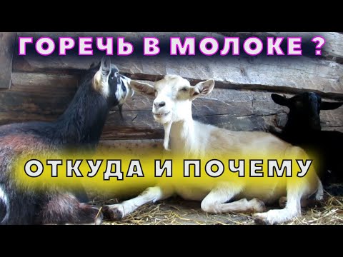 Видео: Горькое молоко у коз